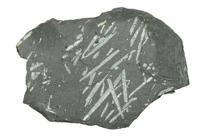 Fossil Graptolite (Didymograptus) Cluster - Wales #284947